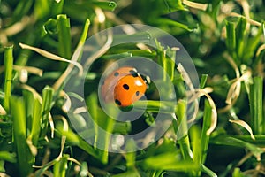 Close Up of ladybug on grass