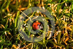 Close Up of ladybug on grass