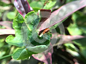 Ladybug leaf isolated spring summer background