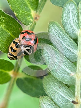 Close-up of a ladybug on a leaf Ladybug on top. Ladybug comin on top leaf.