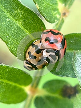 Close-up of a ladybug on a leaf Ladybug on top. Ladybug comin on top leaf.