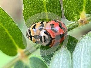 Close-up of a ladybug on a leaf Ladybug on top. Ladybug comin on top leaf.