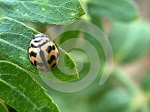 Close-up of a ladybug on a leaf Ladybug on top. Ladybug comin on top leaf.