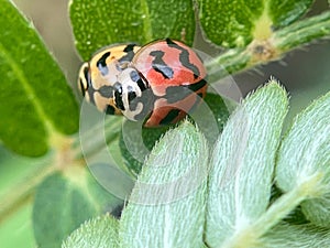 Close-up of a ladybug on a leaf Ladybug on top. Ladybug comin on top leaf.