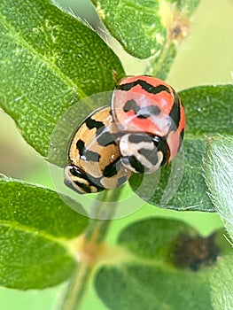 Close-up of a ladybug on a leaf Ladybug on top. Ladybug comin on top leaf.