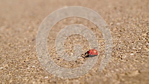 A close up of a ladybug. Macro