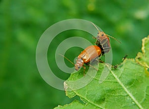 Close up ladybug mating in the nature