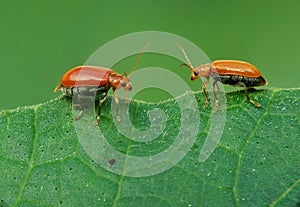 Close up ladybug in the nature