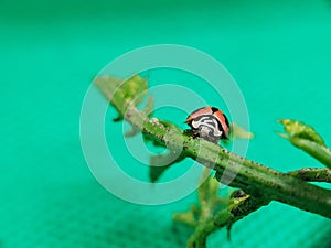 Close-up of ladybug photo