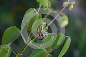 Close up Ladybugs on the leaf