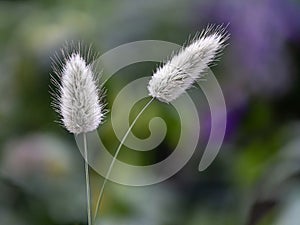 Close-up of Lagurus Ovatus. Two blades of grass in the meadow. Selective focus. Copy space. Wallpaper