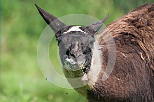 Close-up of lama chewing grass on pasture