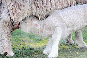 Close up of a Lamb Feeding