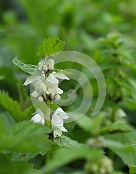 Close-up of lamium album