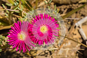 Close up of Lampranthus zeyheri iceplant, California