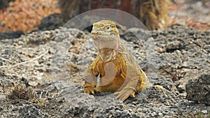 Close up of a land iguana turning its head on south plazas in the galapagos