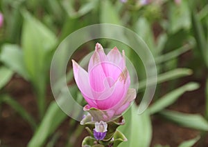 Close up landscape beautiful pink flowers of Siam Tulip or Krachiew flowers