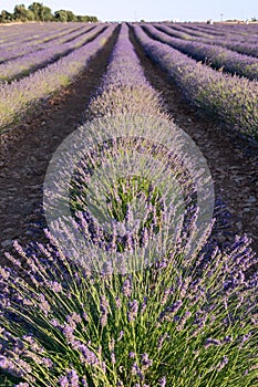 Close-up of landscape of lavender crops