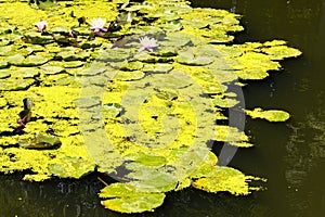 Close-up landscape view of picturesque pond with lily pads on the surface. Scenic Arboretum Oleksandriya in Bila Tserkva, Ukraine