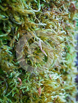 Close-up of lanky moss, a feather moss species growing primarily in moist coniferous forests. Rhytidiadeplus loreus in spring