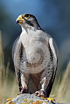 Close up of a Lanner Falcon