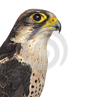 Close-up of a Lanner falcon - Falco biarmicus
