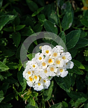 Close up of the Lantana Cemara flower which has a mix of white and yellow