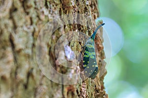 Close up Lanternflies on tree