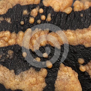 Close-up of Laos Warty Newt photo