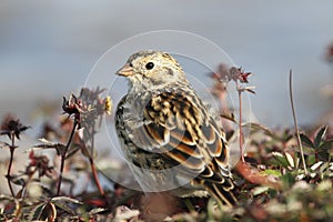 Close-up of a Lapland Longspur on the arctic tundra with plants in the background