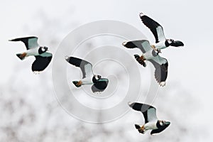 close-up of lapwing flock (vanellus vanellus) in flight