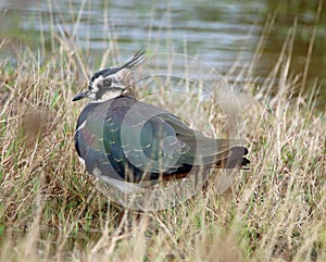 Close-up of lapwing showing iridescent plumage