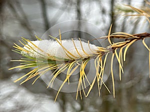 Close-up of the larch tree needles covered in snow in Tartu, Tartu maakond, Estonia, November 2022