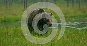 Close-up of large adult brown bear walking free in the forest at night