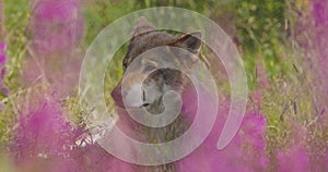 Close-up of a large adult male grey wolf rests in flower and grass meadow