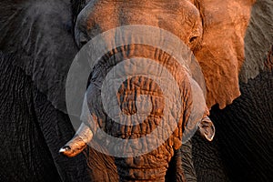 Bull Elephant\'s portrait in golden afternoon light, Etosha National Park, Namibia. photo