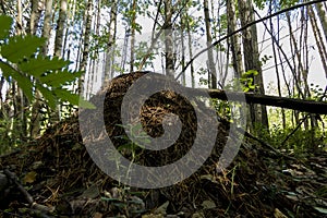 A large anthill in a mixed forest