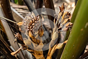 Close up of large Atap palm or Mangrove palm