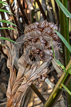 Close up of large Atap palm or Mangrove palm