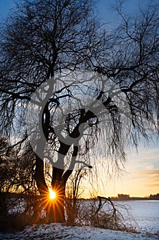 Close-up of a large bare willow tree in winter, behind which the sun sets on the horizon. There are clouds in the blue and red sky