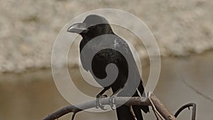 Close up of a large-billed crow cawing.