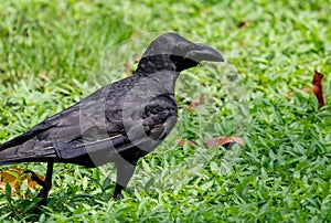 Close up Large Billed Crow was Standing on The Lawn