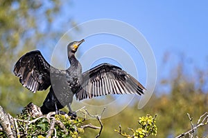 Close up of a large black Cormorant with wings spread perched on a treetop against a blue sky