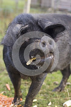 Close up of a large black pig
