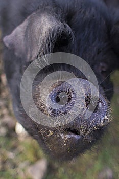 Close up of a large black pig