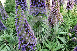 Close up of a large blue flower head in full bloom of Echium candicans, the Pride of Madeira photo