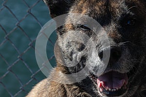 close up of a large brindle shepherd dog sitting