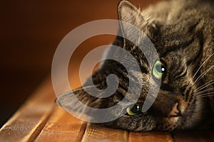 Close up of a large brown cat laying down and staring with big yellow and green eyes