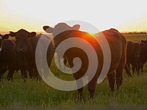 CLOSE UP: Large brown cow standing still in the meadow at spectacular sunrise.