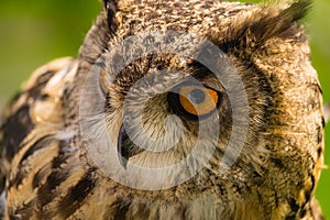 Close up of a large brown eagle owl at a falconry in Scotland